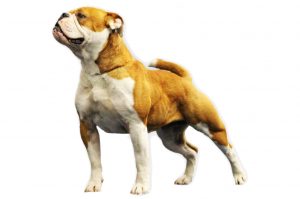 Continental Bulldog continental bulldog