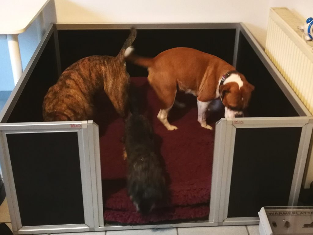 Die Welpenbox ist schon inspiziert! Continental Bulldog Zucht MünsterlandBulls