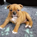 Continental Bulldog