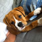 Continental Bulldog