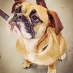 Continental Bulldog