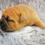 Continental Bulldog