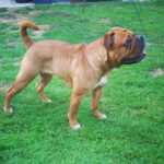 Continental Bulldog
