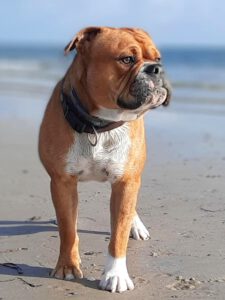 Continental Bulldog