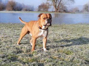 Continental Bulldog