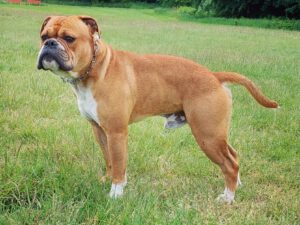 Continental Bulldog