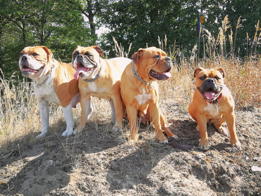 Continental Bulldog