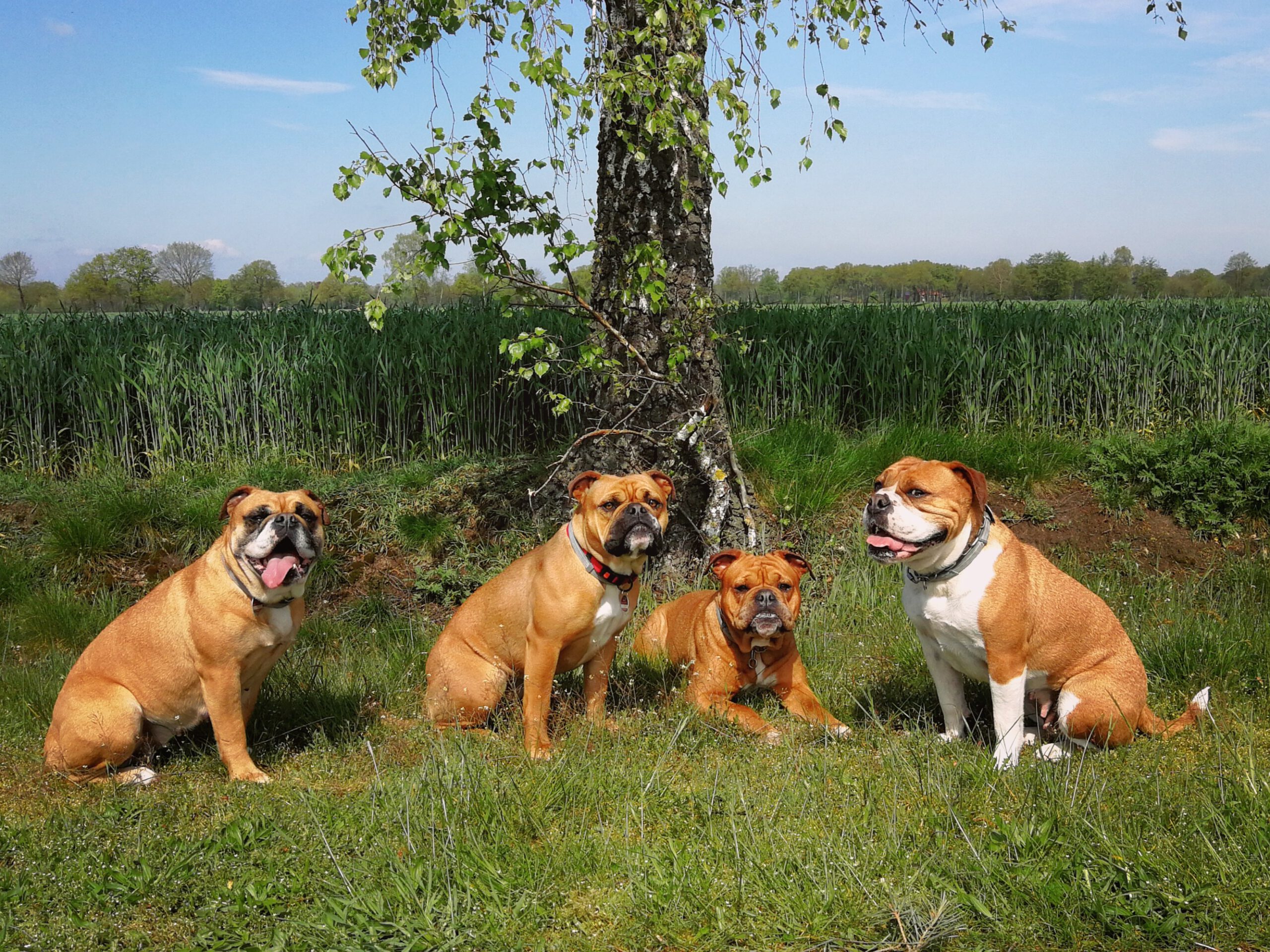 Continental Bulldog Zucht Münsterland-Bulls