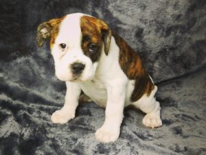 Continental Bulldog