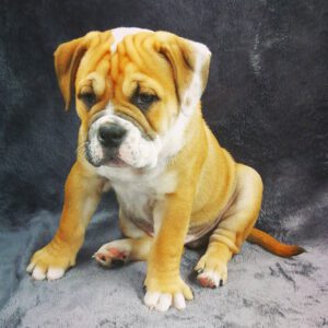 Continental Bulldog