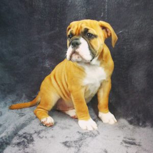 Continental Bulldog