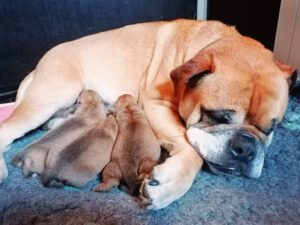 Continental Bulldog