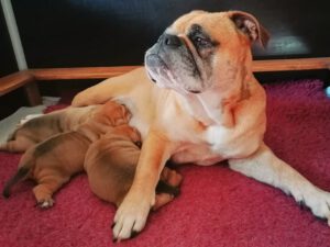 Continental Bulldog