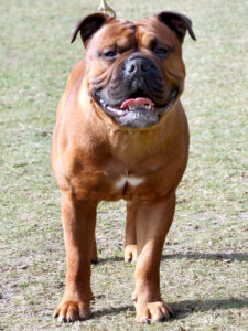 Continental Bulldog