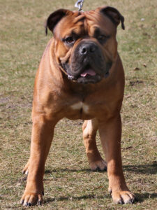 Continental Bulldog